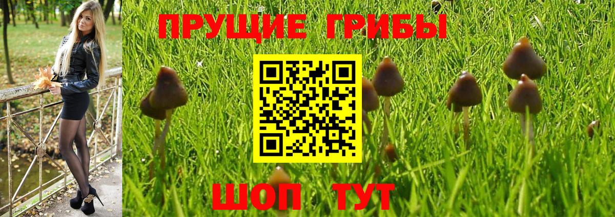 Галлюциногенные грибы Psilocybe Салехард